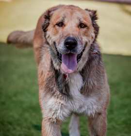 Photo of Scarlett A5701980