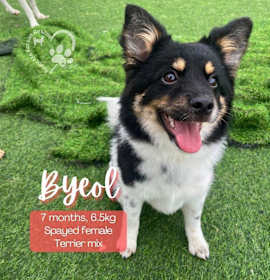 Photo of Byeol-Adoption Pending!