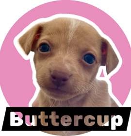 Photo of Buttercup