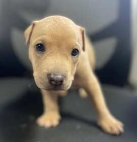 Orange Sherbet photo 4