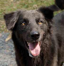 Photo of Nonarin (Soi Dog)