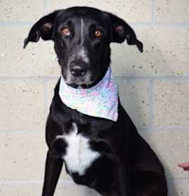 Photo of 25-403D Rumi