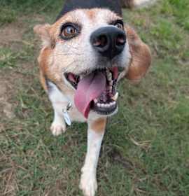 Photo of Josie