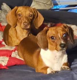 Photo of Penny  -  Bonded With Coco  -  Las Vegas