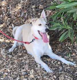 Photo of Harley