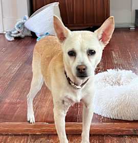 Addie (In Foster) photo 1