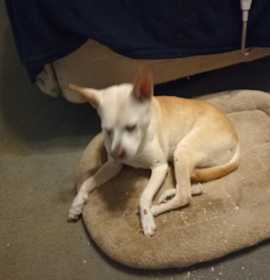 Addie (In Foster) photo 2