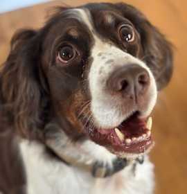 Photo of Ranger - ADOPTION PENDING