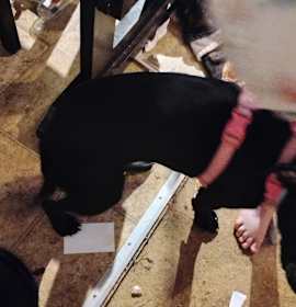 Bellatrix (bella) photo 2