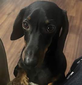 Photo of Rocky  -  Las Vegas