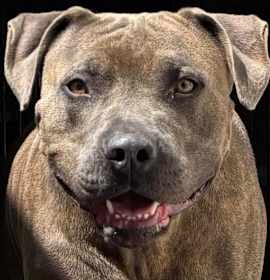 Photo of OZZIE
