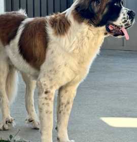 Photo of Odie