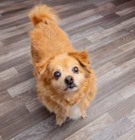 Photo of Little Fox