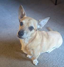 Photo of Loki