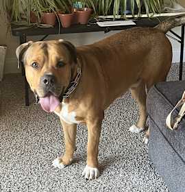 Photo of memphis "bleu"