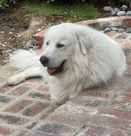 Photo of Buddy