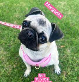 Photo of Margarita