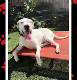 Photo of APOLLO