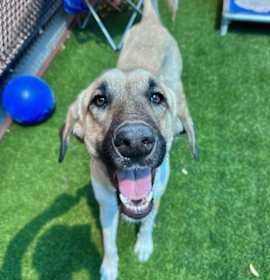 Photo of Gigi A2208998