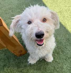 Photo of Tofu