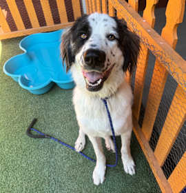 Photo of ROE A2159434