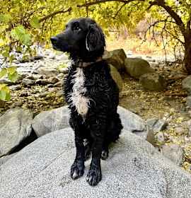 Photo of Pepper