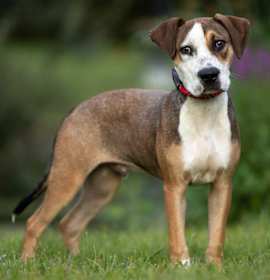 Photo of Kermit - 25183