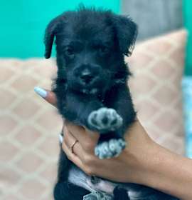Photo of Grey