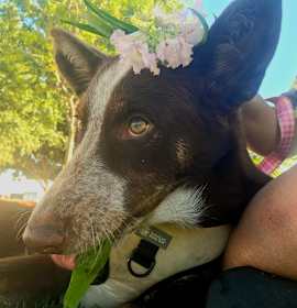 Photo of Estrella