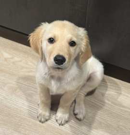 Photo of Georgie