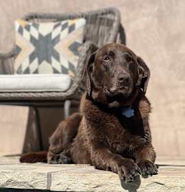 Photo of Mika