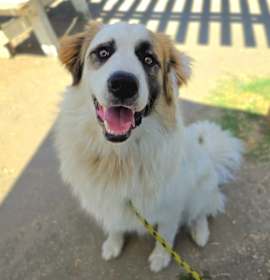 Photo of *CHAMPION