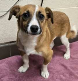 Photo of Tater