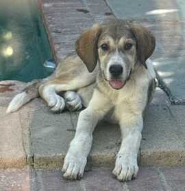 Photo of Athena