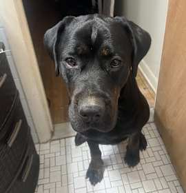 Photo of Midnight