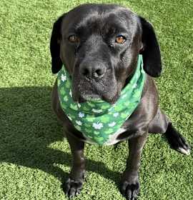 Photo of Sweetie