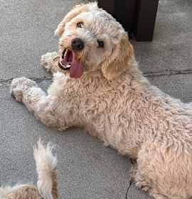 Photo of Oliver