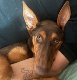 Photo of Lady