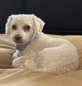 Photo of Louie