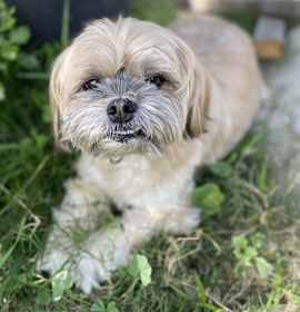 Photo of Milo