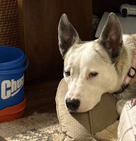 Photo of Gracie