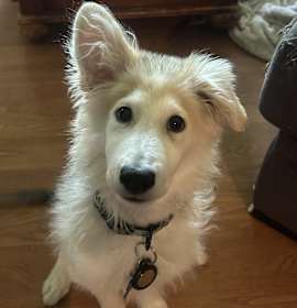 Photo of Buckey