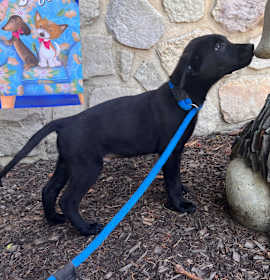 Joey (fka Beast) photo 2