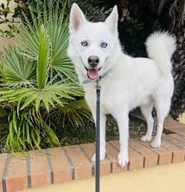 Photo of Wolfie