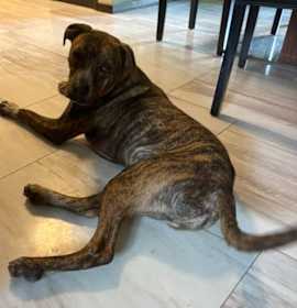 Bocephus $450 photo 4