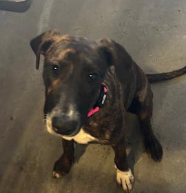 Photo of Mia A2204810