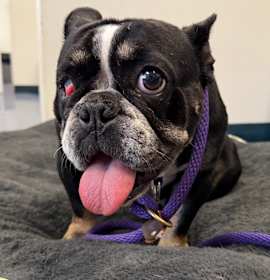 Photo of Jezebel