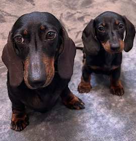 Photo of Puppy Howie -  Bonded With Mom Jenny  -  San Diego