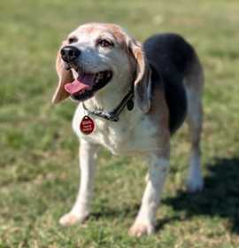 Photo of Juno