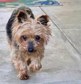 Photo of Bennie